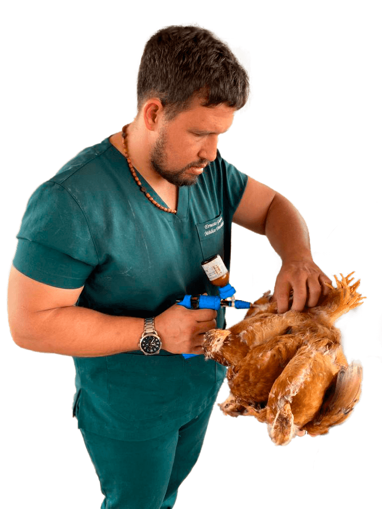 Dr. Veterinário Especialista em Avicultura